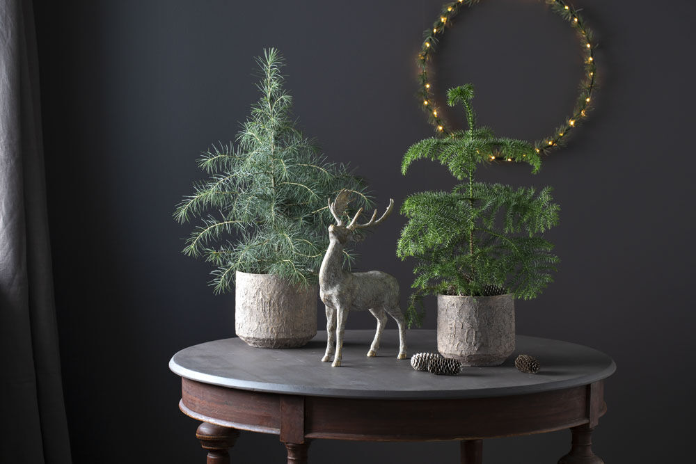 vintergrønne planter til jul_stuegran og squarrosa vintergrønne planter til jul_stuegran og squarrosa